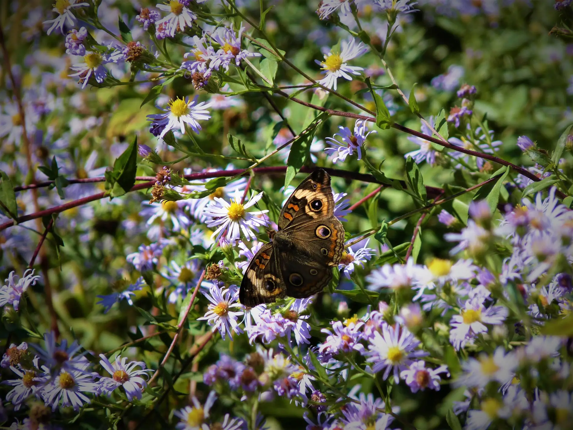 Buy Native Plants this Fall and Support CPC