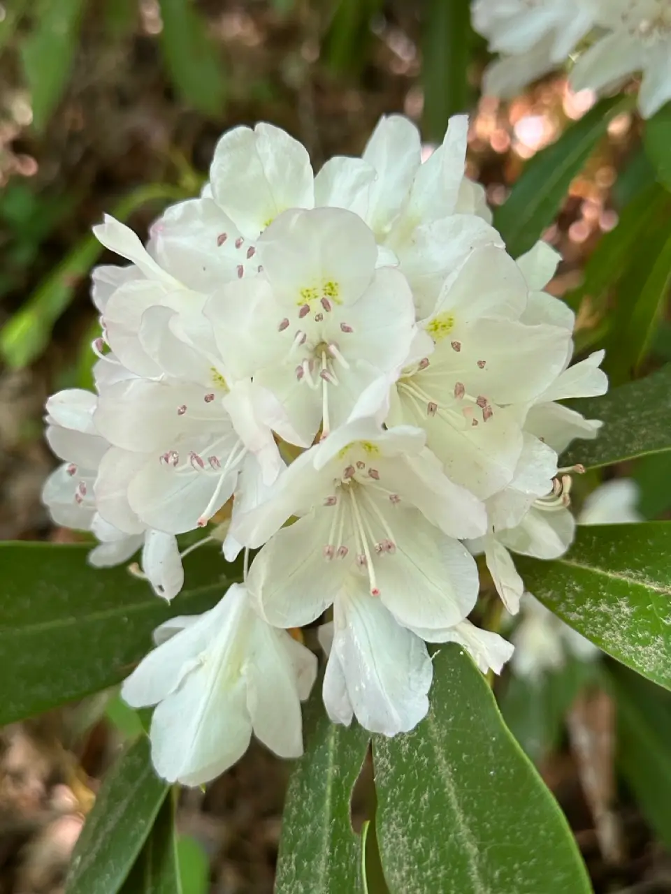 Central Pennsylvania Conservancy selects new Executive Director