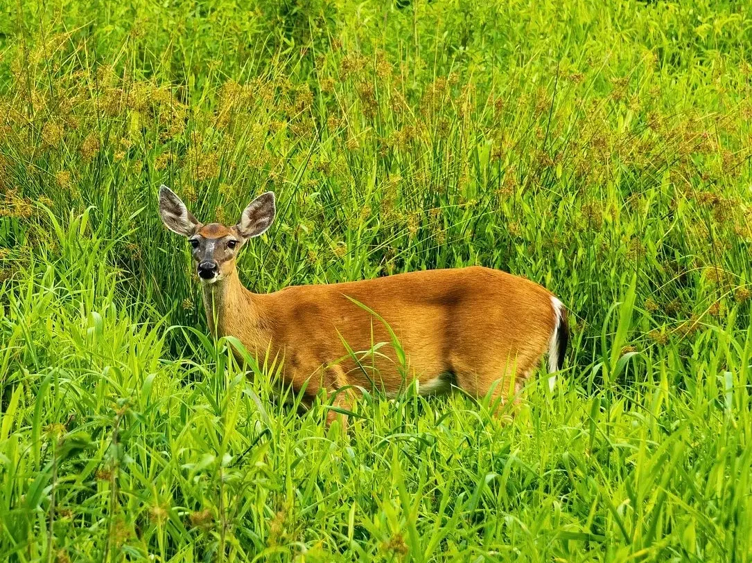 Invasive Plant & Deer Management Landowner Support