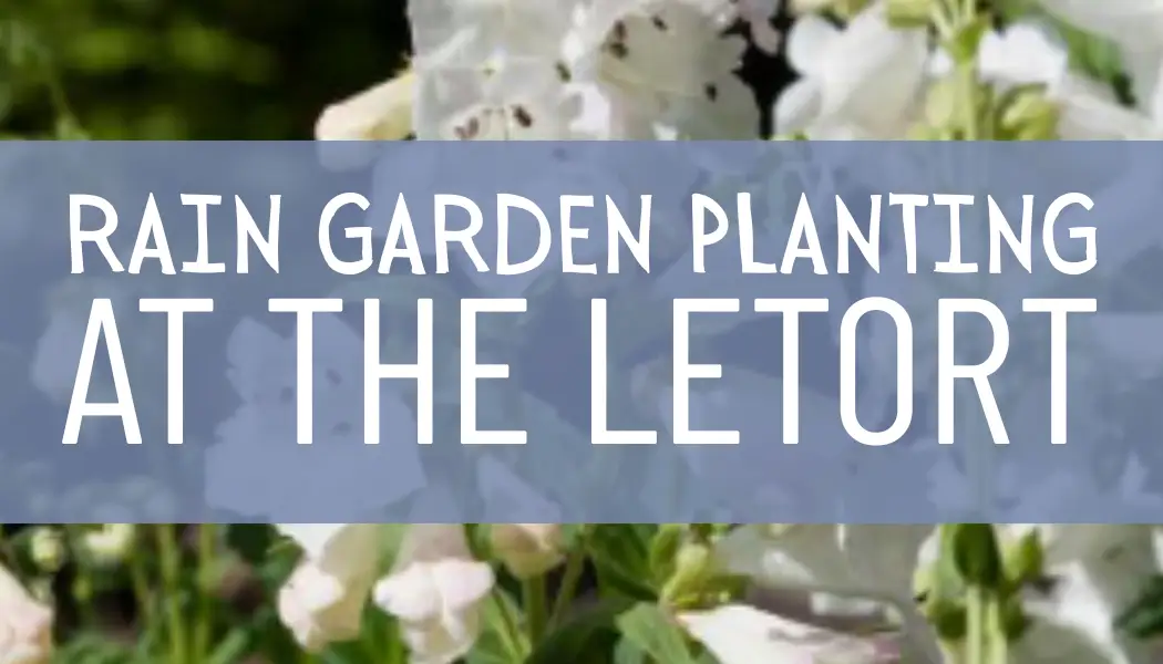 cpc cta email - Central Pennsylvania Conservancy Banner: 'Rain Garden Planting at the Letort' over a background of white flowers.