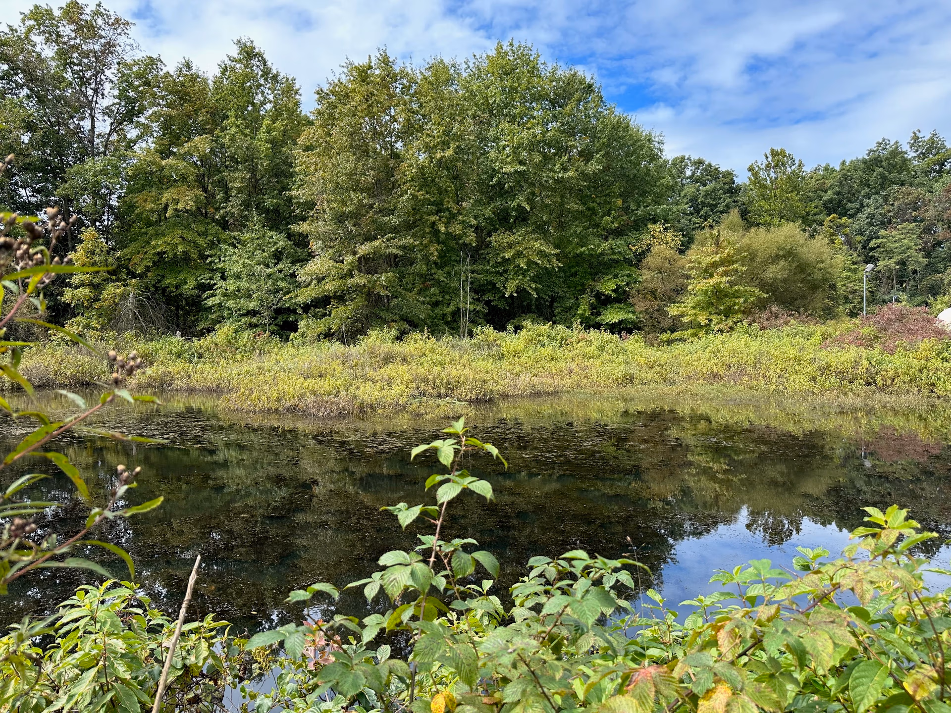 Tranquil pond edged by dense green trees and shrubs, with reflections of the blue sky.